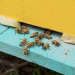 image7, 