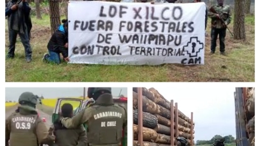 Los Ángeles: Investigan a empresas madereras que recibieron camiones con madera robada de predios tomados por la CAM