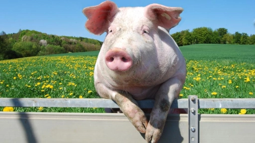 Productores de cerdo operan bajo condiciones que amenazan a ganaderos poco competitivos