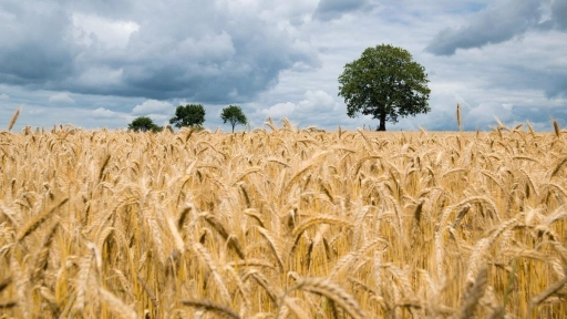 Producción mundial del trigo mejora, pero disminución de exportaciones mantiene altos precios