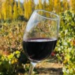 Copa de vino, cepas de San Rosendo, 