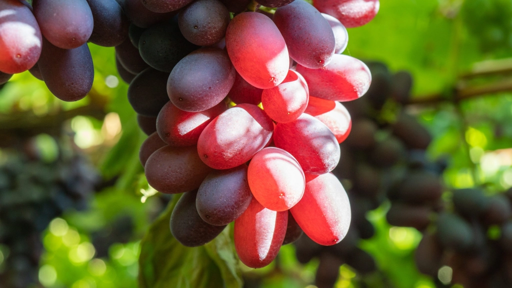 Uvas3 1, El recambio en las variedades de los envíos acusado en las últimas cifras de envíos de uvas explica en parte la disminución de los envíos totales del frutal durante el último tiempo.