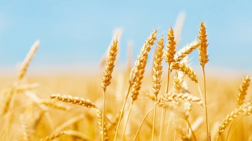 Molienda de trigo del Biobío aumentó 8,3% en septiembre de 2022 