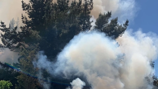 Quema de microbasural provocó incendio forestal en Mulchén