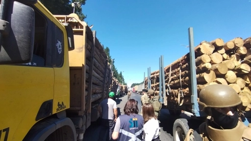 Contratistas forestales solicitaron aplicar todas las penas a empresas que habrían comprado madera robada de predios en toma