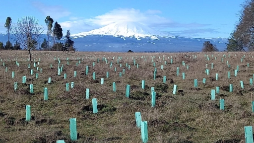 Programa de reforestación ha movilizado más de 75 mil árboles en seis regiones de Chile