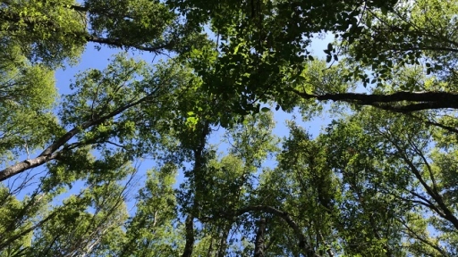 Gremio forestal advierte retraso en plantación de nuevos bosques y alarma por alza de atentados