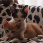 Gatos, gatitos, 