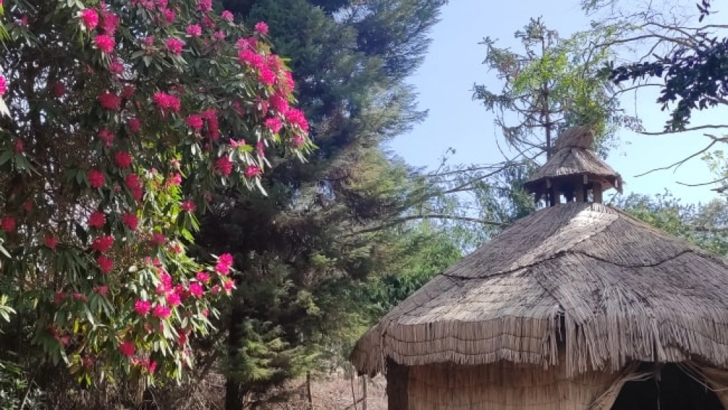 rododendro del parque botánico educativo El Cisne, 