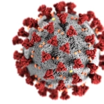 COVID, Foto de CDC: https://www.pexels.com/es-es/foto/coronavirus-3992933/
