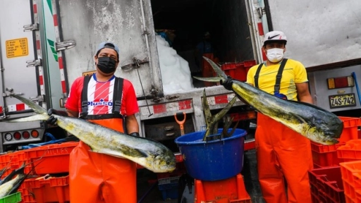 Desembarque pesquero en la Región del Biobío aumentó 154,6% en doce meses 