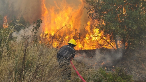 Entregan información preliminar de incendios forestales en Biobío