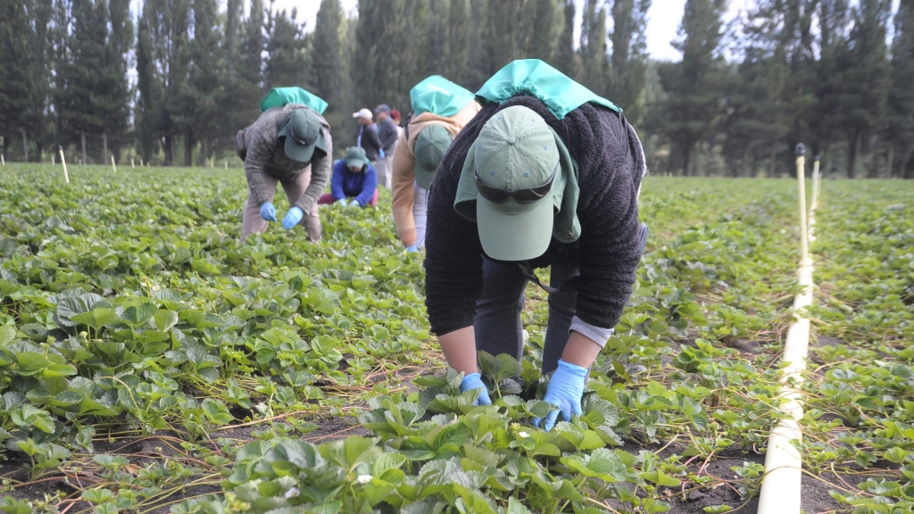 TEMPORERAS Y FRUTILLA (39), 
