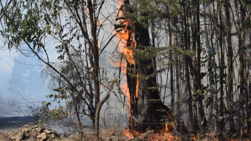 VIDEO: Avión Hércules C-130 combate incendio forestal El Avellanito que consumió una vivienda y dejó otra con daños