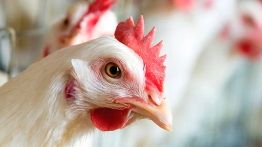 Productores de huevo dieron recomendaciones para evitar efectos en la producción por gripe aviar