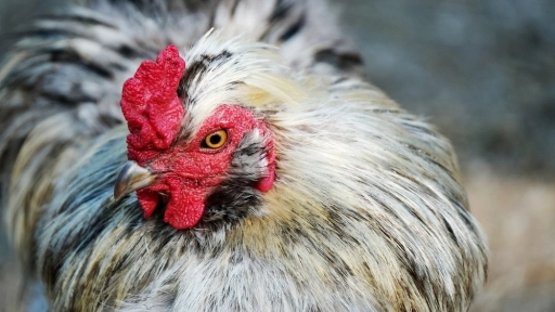 Esperan que las medidas sanitarias en contra de la gripe aviar disminuyan los efectos de la enfermedad