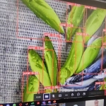 , 