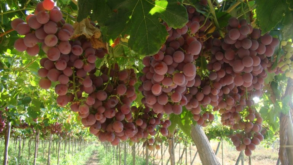 pm 2 1101 (1), Según las nuevas estimaciones del comité de uva de mesa nacional, son las nuevas variedades producidas en el país las que explican el incremento de la exportación.