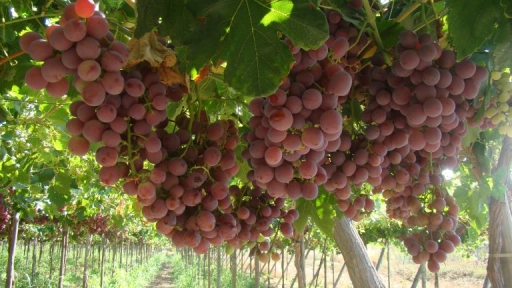 Se estabilizan los volúmenes de uva de mesa exportada desde Chile