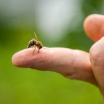 Picadura de abejas verano - MEDS, 