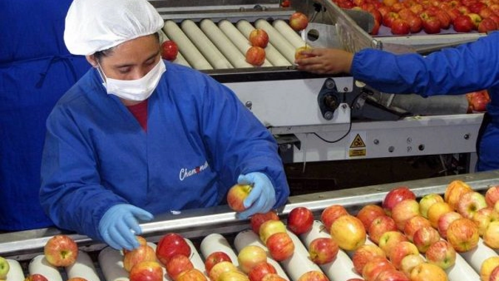 pm 2 0901, Cerca de 650 mil personas se emplean en el sector frutícola a lo largo de todo el ciclo productivo, es decir, cerca de tres millones de chilenos y extranjeros viven de la fruta producida en el país.