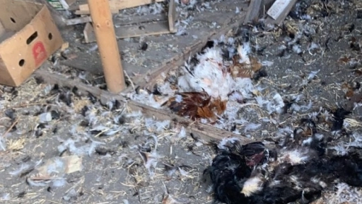 ¿El chupacabras en Laja? Vecinos denuncian masiva muerte de gallinas en ataque nocturno