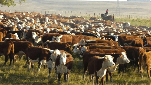 Producción de carnes rojas sería carbono neutral, afirman desde gremio
