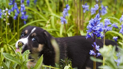 ¿Cómo evitar que tu mascota destruya las plantas? Cinco consejos para proteger tu jardín