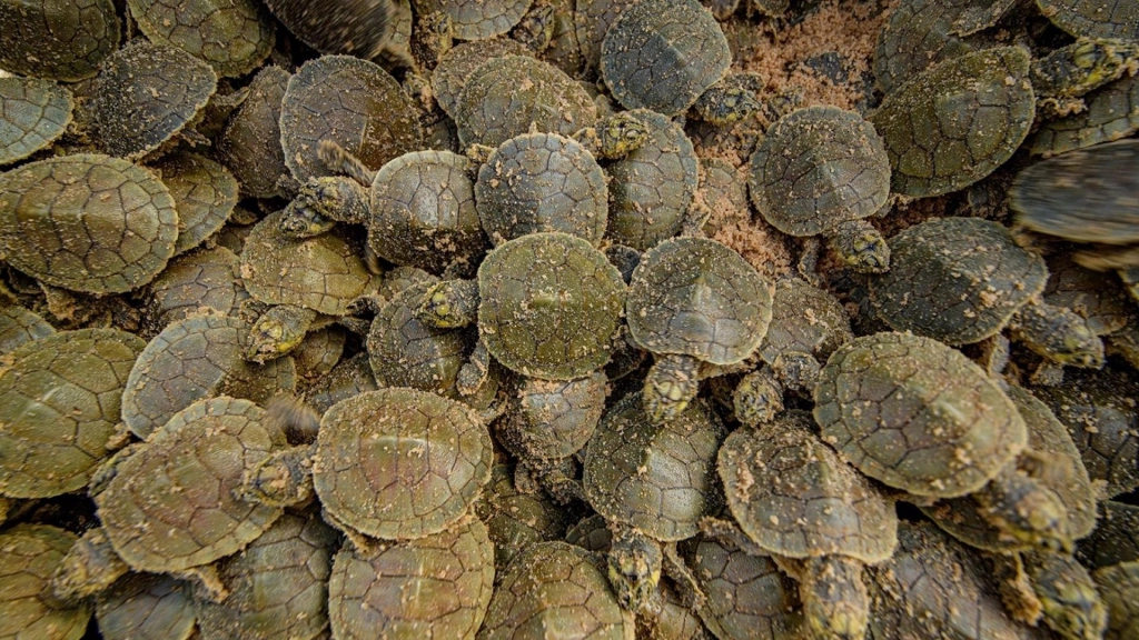 Millones de tortugas nacen tras la mayor anidación en la frontera Brasil-Bolivia, Fotografía sin fecha cedida por la Sociedad para la Conservación de la Vida Silvestre (WCS), de las tortugas que nacieron en la mayor anidación en las playas del río Iténez en Bolivia y Guaporé en Brasil. EFE/ Omar Torrico