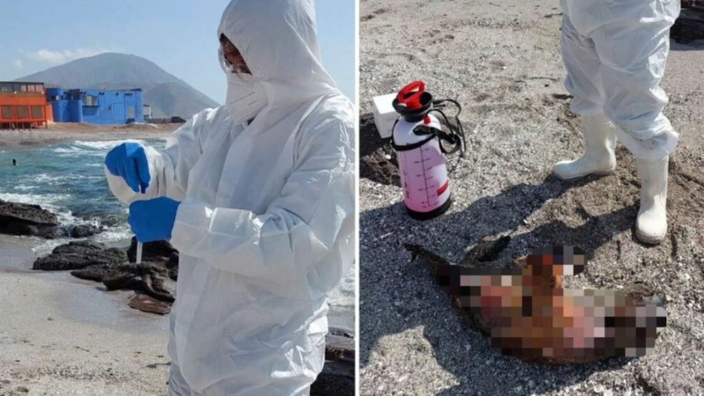 AA17zcY4, Créditos imagen: EMOL