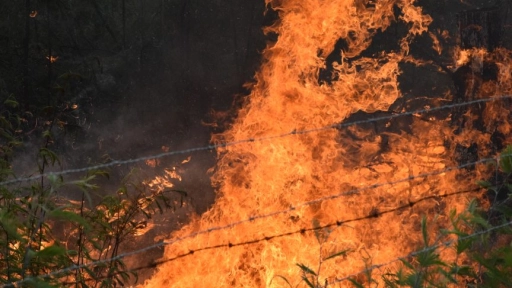 Alcaldes de Nacimiento y Arauco llaman al Gobierno a presentarse en emergencia de incendios forestales
