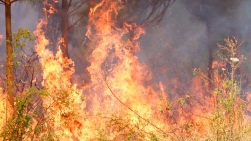 Mantendrán cortes en ruta de Patagual y en zona de Coronel por incendios forestales