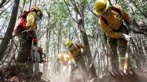 Acuerdan suspender faenas forestales en zonas de alto riesgo