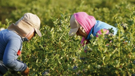 Fruticultores de Chile se mantienen en alerta por ola de calor
