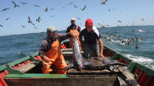Desembarque pesquero de la Región del Biobío aumentó 65,8% en doce meses