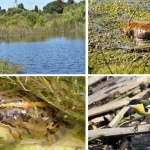 medioambiente (1), 