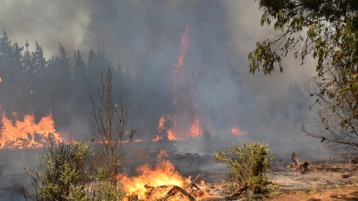Incendios forestales en Biobío: 13 están en combate y 80 han sido controlados