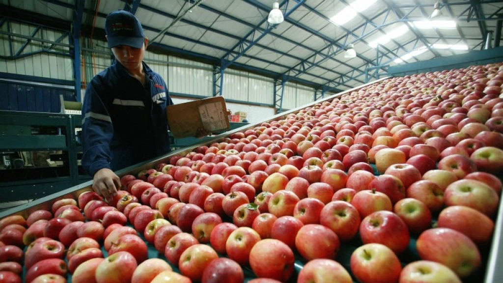 pm 1 2402, El TPP-11 no solo apoyará la comercialización la fruta chilena, sino que también rebajará los aranceles de exportación al extranjero.