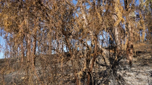 Entregarán asesoría experta a viñateros afectados por incendios en Valle del Itata