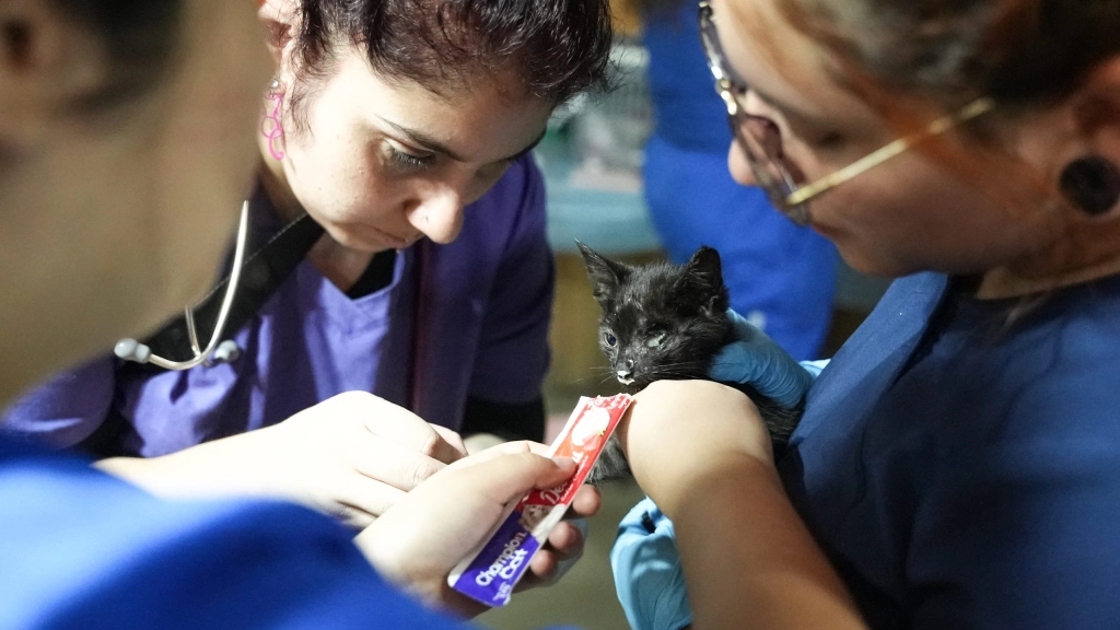 PacientesIncendiosHospitalVet_SurChile_NicoleKramm-12, Animales que ingresan con quemaduras al hospital de campaña veterinario en comuna de Lumaco, región de la Araucania tras mega incendios en el sur de Chile. Imágenes: Nicole Kramm Caifal, Chile.