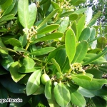 queule, Queule. Fotografía de Diego Alarcón (sacada de Flickr)