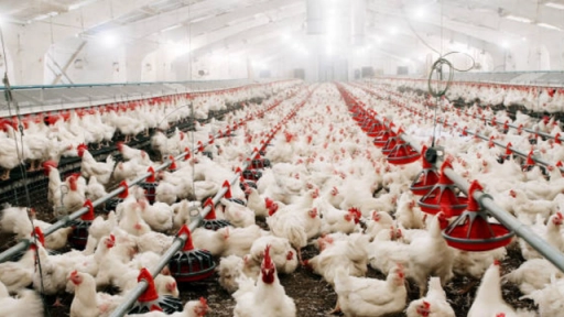 Reiteraron que la gripe aviar se contagia por secreciones