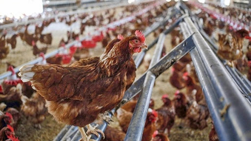 Reportan primer caso de gripe aviar en planta de Agrosuper