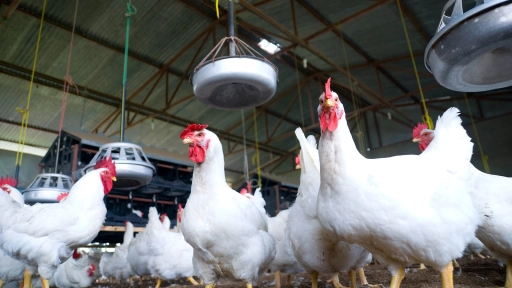 Productores de carnes blancas dicen que caso de influenza aviar no afectaría la disponibilidad