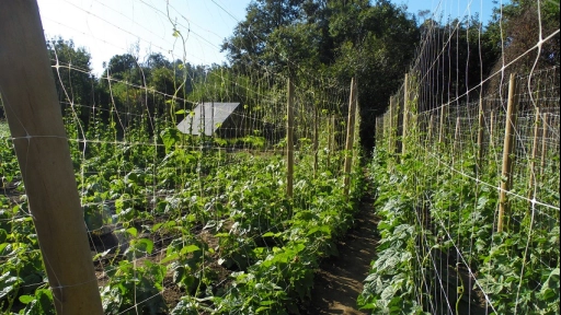 Estimulan producción de legumbres en la pequeña agricultura de la provincia de Arauco