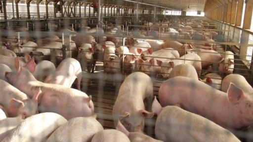 Productores de cerdo cuestionan la primera norma de olores en Chile