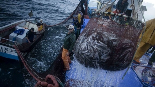 Desembarque pesquero del Biobío totalizó 104.976 toneladas en doce meses