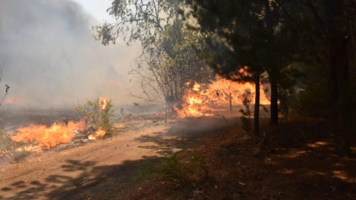 Corma entrega antecedentes de 731 denuncias y querellas por incendios forestales