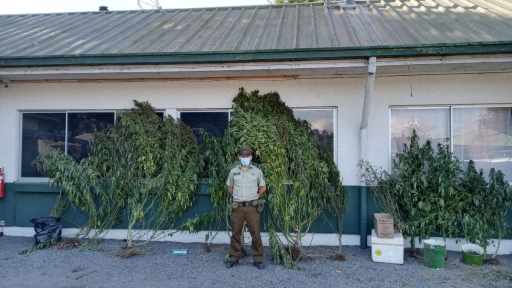 Encuentran plantas de marihuana en domicilios de Santa Bárbara