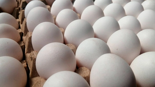 Anticipan posible alza en precio de los huevos debido a los incendios forestales de 2023